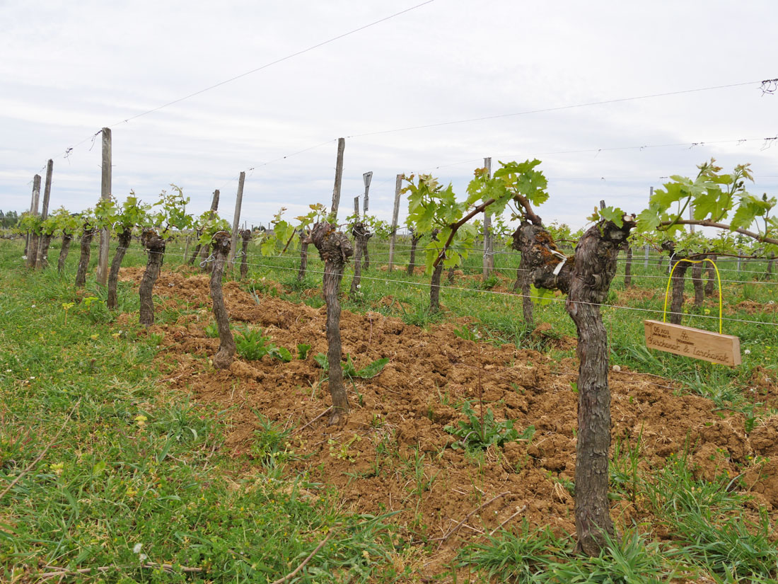 Виноградник на урожай